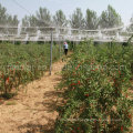 Longevity Fruit From China --Dried Goji Berry